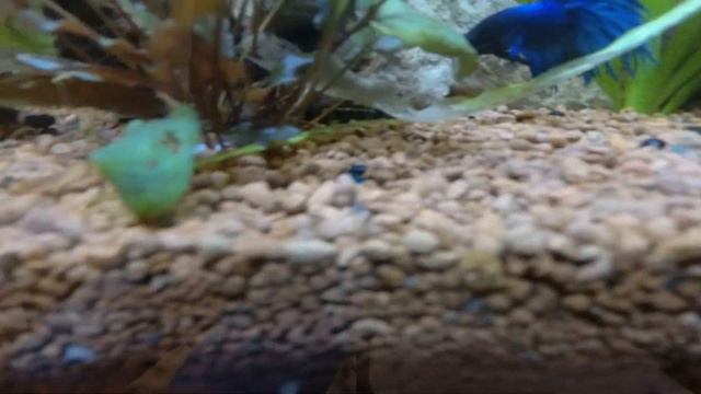 Советы начинающему аквариумисту. Первый аквариум? Как за ним ухаживать?