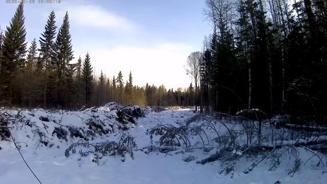 ОХОТА НА ЛОСЯ С ЛАЙКОЙ