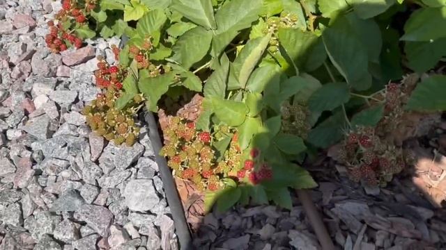 ЛУЧШИЕ СОРТА ЕЖЕВИКИ И ПРАВИЛА АГРОТЕХНИКИ!