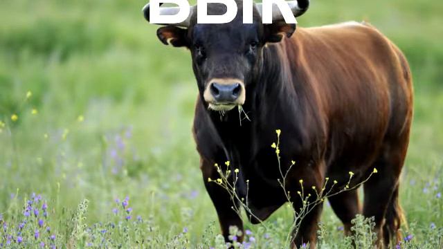 звуки домашних животных