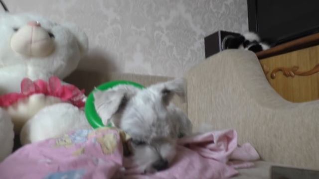 Котик Кевин и Билли звонят подписчикам