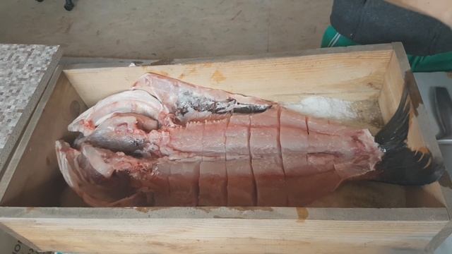 Вяленый толстолобик. балык рыбный.