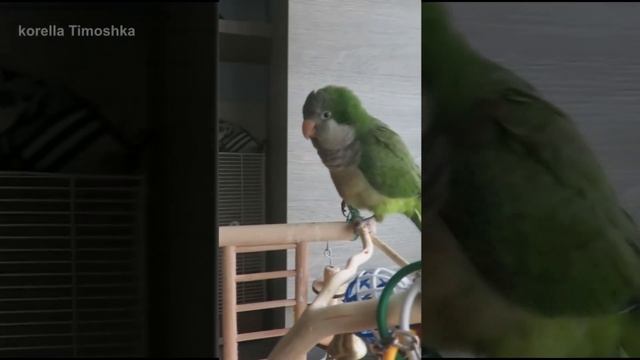 quaker parrot - monk parakeet | green cute parrot - quakers