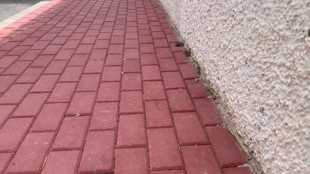 Смотри под ноги|аккуратно «мины»?|что делать если у дома гадят собаки|как бороться с ? собак|