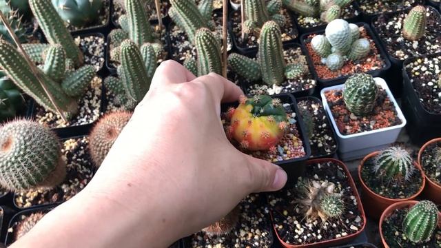 Gymnocalycium Variegata and the Pups | nov20