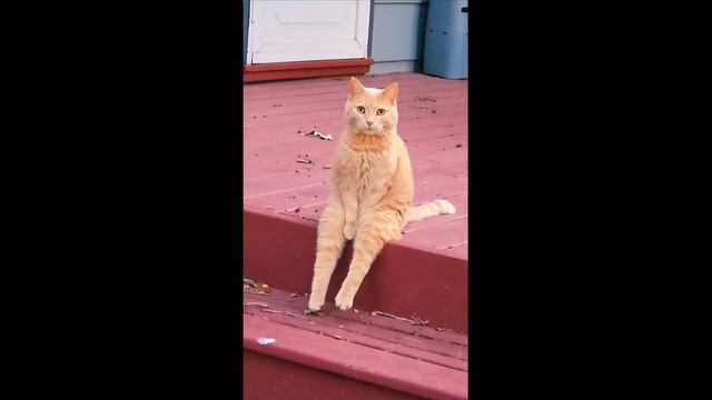 Приколы с котами! Смешные коты! С ОЗВУЧКОЙ! Самые смешные животные! ПОПРОБУЙ НЕ ЗАСМЕЯТЬСЯ!