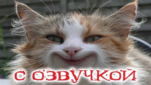 ПРИКОЛЫ С КОТАМИ - С ОЗВУЧКОЙ - Самые Смешные Животные - Смешное видео с котами!