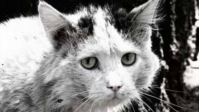 Грустное видео до слез. Стих «Уродливый кот"
