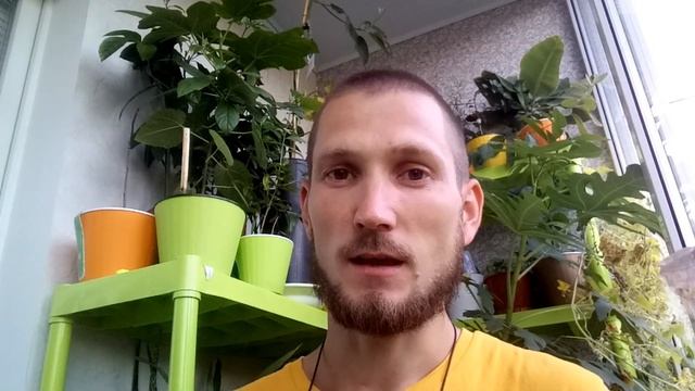 СПАСЕНИЕ ЦИТРУСОВ. Лимон сбрасывает листья. Что делать с листопадом у цитрусов?