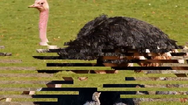 Африканский страус (лат.  Struthio camelus)
