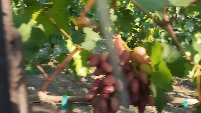 Фреш мускат(555) и Маэстро 13 июля 2024. Виноградник Щереденкова.mp4