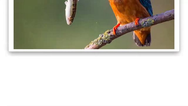 "Bird" Flashcards for Kids and Children to increase English Vocabulary - Early Education