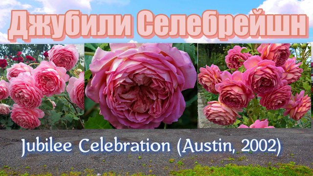 Роза Джубили Селебрейшн (Английская) - Jubilee Celebration (Austin, 2002)