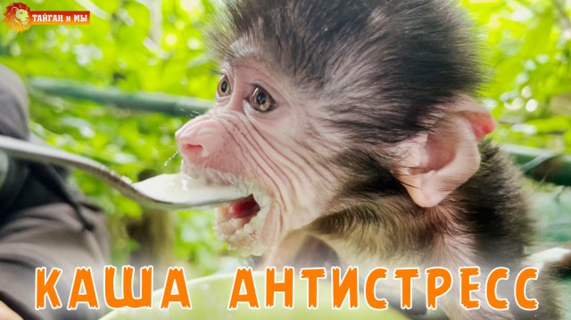 Люся заедает СТРЕСС ? Маленькая обезьянка гамадрил!