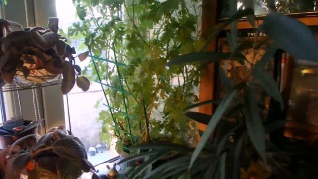 комнатные растения в декабре 2019