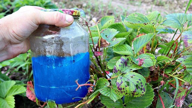 У меня всегда много клубники!  В сентябре от всех вредителей и болезней я обрабатываю кустики этим!