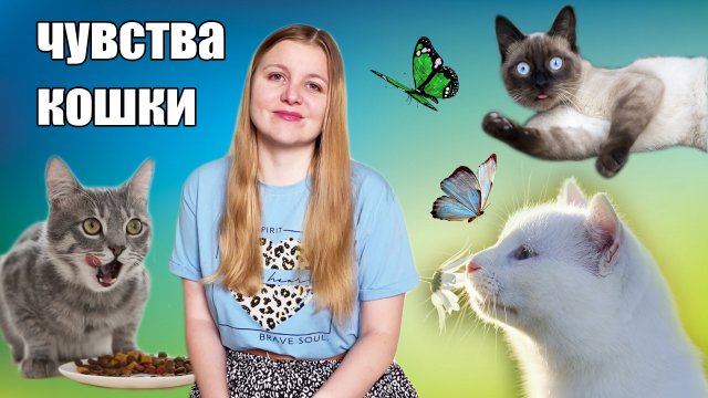 Шесть чувств кошки. Всё самое интересное
