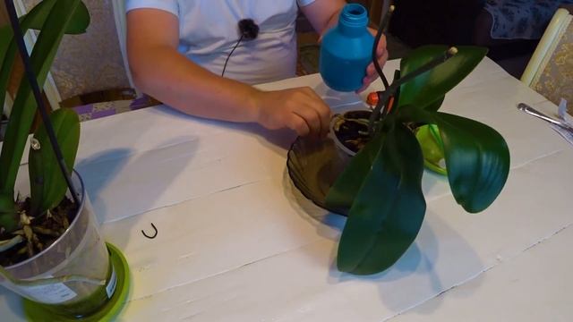 Орхидея не цветет, что делать? Простой и надежный способ полива.