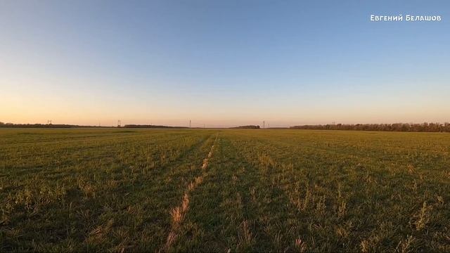 Долгожданное открытие на Перепела состоялось. ОХОТА на Перепела?
