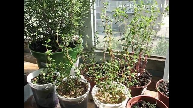 Пряные травы на подоконнике. Знакомство с пряными травами. Какие пряные травы можно вырастить дома