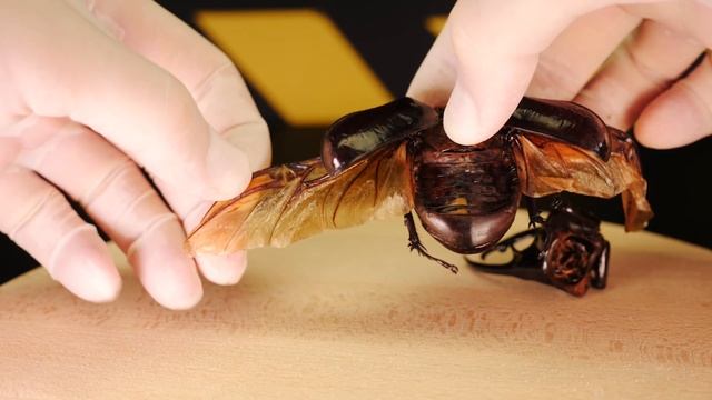 ЧТО ВНУТРИ ОГРОМНОГО ЖУКА НОСОРОГА? ВСКРЫВАЕМ МЕРТВОГО ЖУКА. СМОТРИМ ПОД МИКРОСКОПОМ