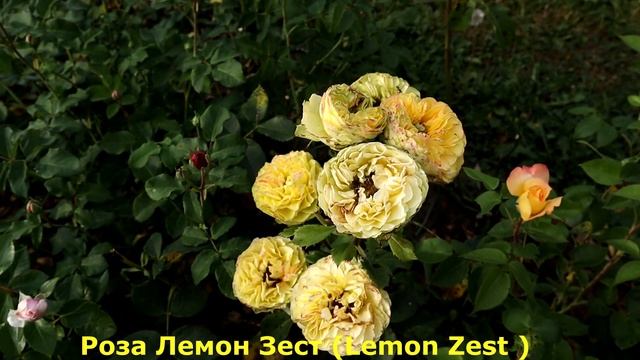 ТОП 3 - Лучшие розы этого сезона! Необычные сорта, которые станут украшением вашего сада!