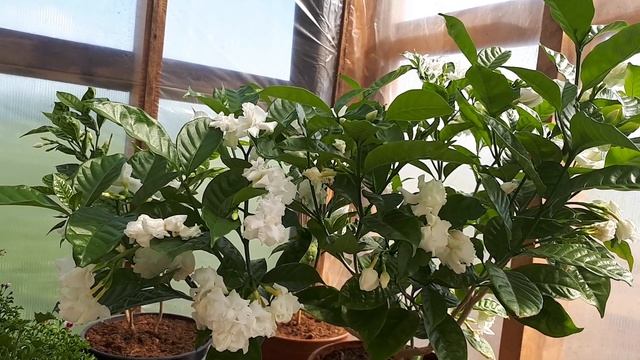 Табернемонтана.