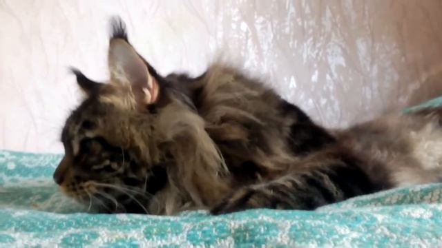 Огромный котик  мейн-кун красавец Рожа  / питомник Мейн-кунов Лирикум