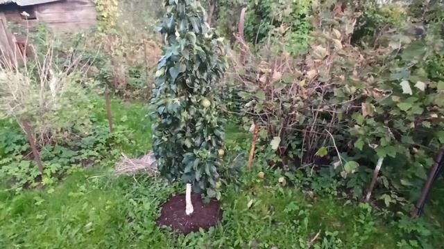 Колоновидная груша , обзор плодоношения.Мое мнение о колоновидных деревьях.