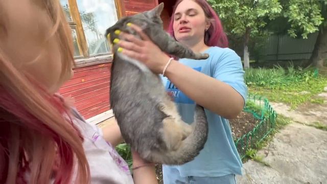 влог: ПОТЕРЯЛСЯ СЛАДУНЯ! САМЫЙ ЛЮБИМЫЙ КОТ БЕЗ ЛАПКИ ?