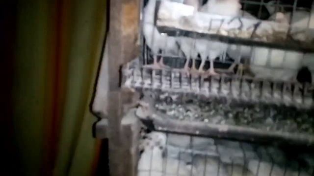 Почему не несутся перепела. Отвечаем на вопросы зрителей.