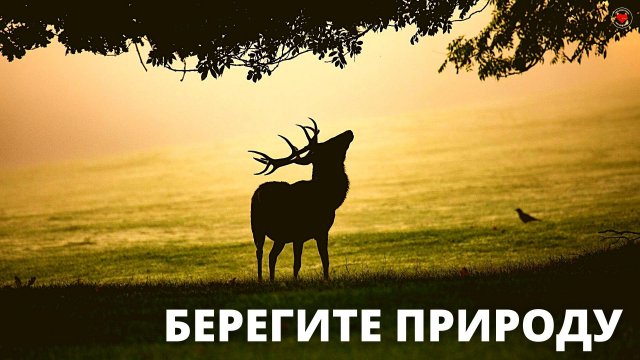 ПРО ЖИВОТНЫХ | БЕРЕГИТЕ ПРИРОДУ