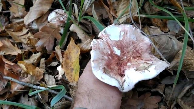 Гигрофор сыроежковый. Лучший из семейства гигрофоров.