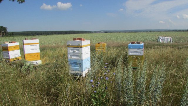 июль на пасеке перевозка пчел в ульях BienenHaus за 100 км на опыление лука и фацелии