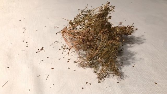 Семена УКРОПА! Всего Одна Ложка СЕМЯН УКРОПА вызывает НЕОБРАТИМЫЙ процесс в организме