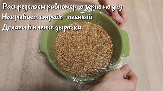 Проращивание пшеницы. Как прорастить пшеницу в домашних условиях. Микрозелень пшеницы
