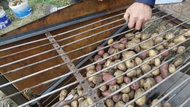 Сортировка для сортирования картофеля