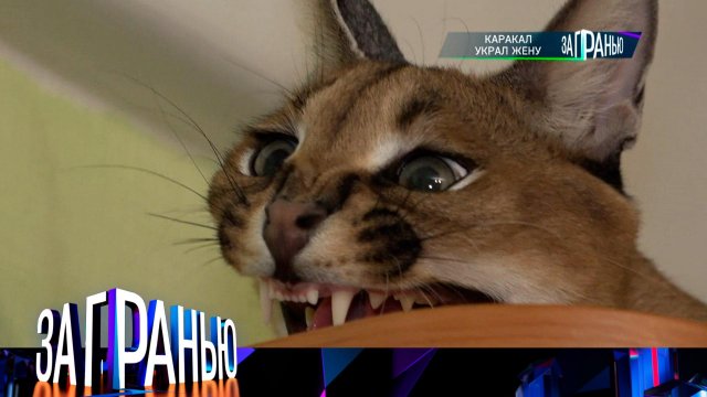 «За гранью»: «Каракал украл жену» | Выпуск от 19 июня 2023 года