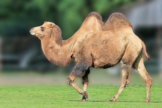 Звук верблюда, крик верблюда /The sound of a camel, camel cry
