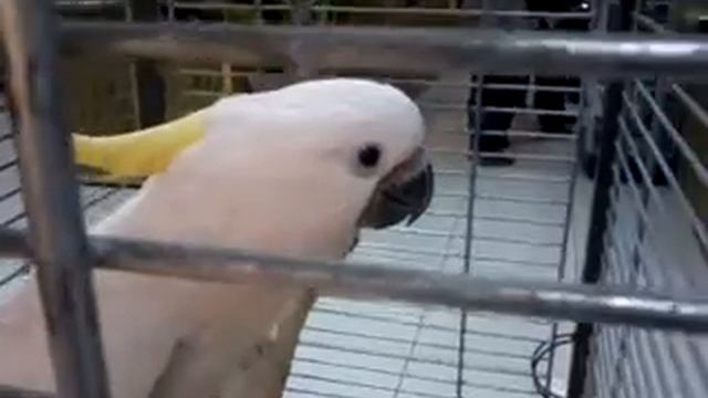 Говорящий какаду