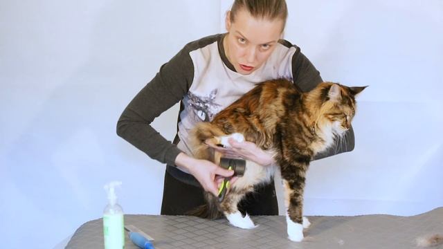 Как чесать мейн-куна