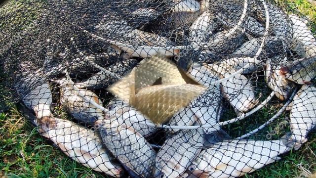 Разведение карпа в водоеме как бизнес идея | Карп в домашнем хозяйстве