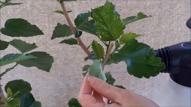 Белокрылка на комнатных цветах. Как избавиться - 2 способа