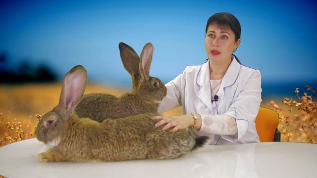 ФЛАНДР - ГИГАНТСКИЕ КРОЛИКИ. Обзор породы "бельгийский фландр". Вес, содержание, прививки, цена.