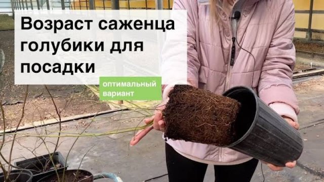 В каком возрасте высаживать саженцы голубики? Питомник и лаборатория из Беларуси "Ягодная долина"