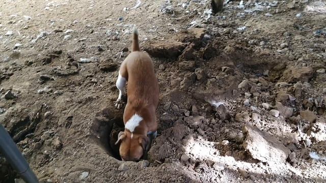rat attack ratting with terriers