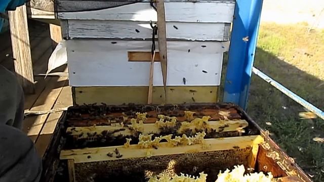Работы на пасеке в октябре Сборка гнезда пчел на зиму Рамки в зиму