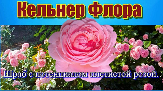 Роза Кельнер Флора (Шраб) - Kolner Flora (W.Kordes' Söhne Германия, 2014)