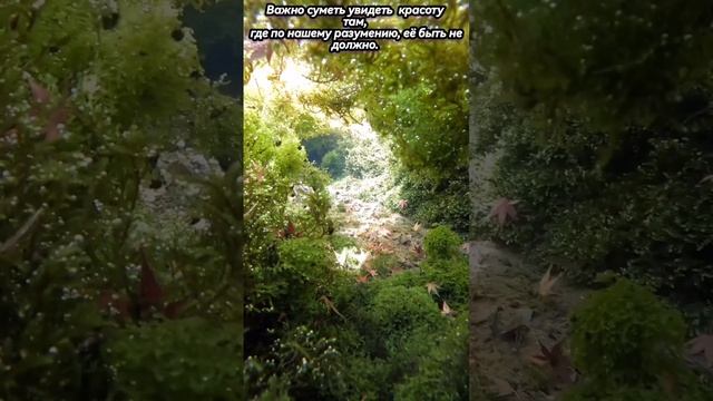 Райские сады подводного мира. Красота земная.