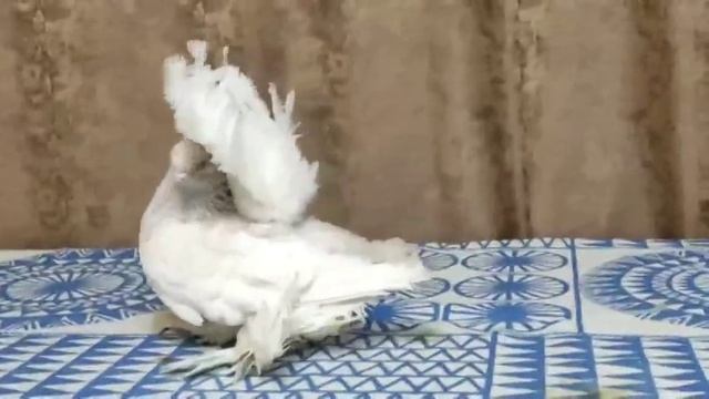 video_4184595368571.mp4